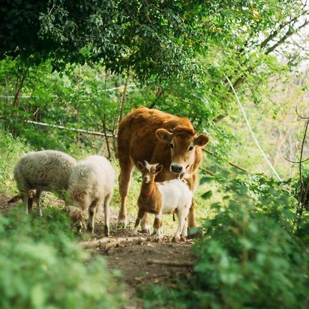 Domus Agricolae Corallina 토레델그레코 외부 사진