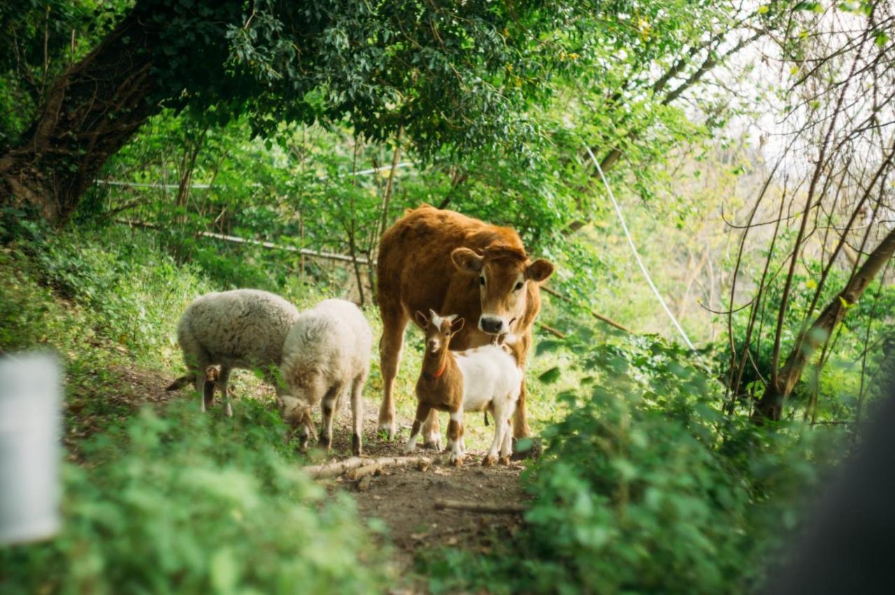 Domus Agricolae Corallina 토레델그레코 외부 사진