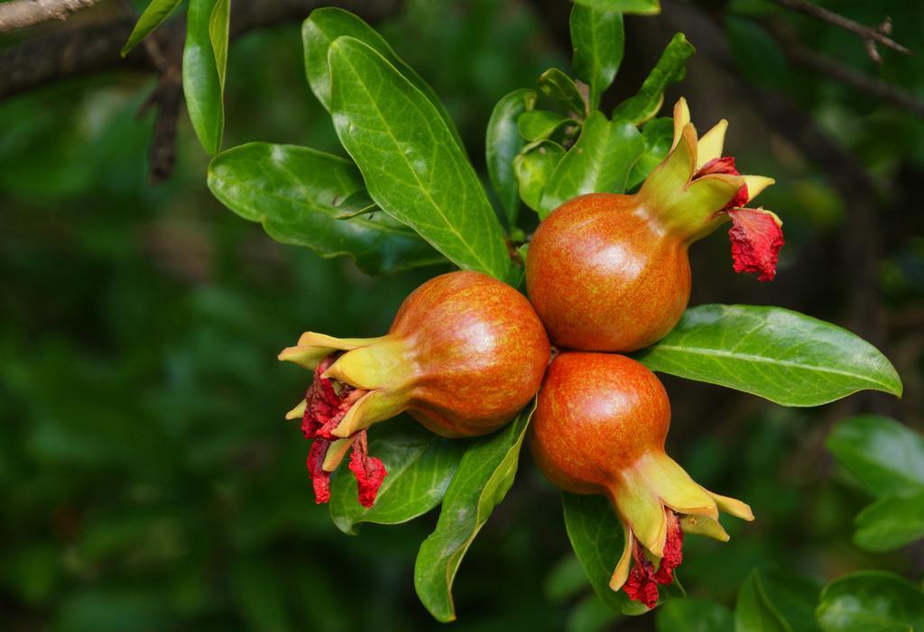 Domus Agricolae Corallina 토레델그레코 외부 사진
